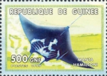 Manta hamiltoni, Carcharhinus albimarginatus, Torpedo torpedo & Mycteroperca tigris