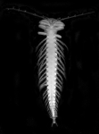 Pleomothra fragilis