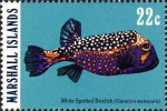 Tetraodontiformes