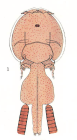 Lepeophtheirus sturionis