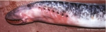 Agnatha (jawless fish)