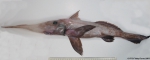 Rhinochimaera atlantica Holt & Byrne, 1909 Rhinochimaera atlantica Holt & Byrne, 1909