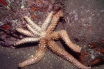 Coscinasterias tenuispina Coscinasterias tenuispina
