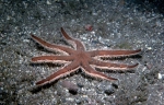Luidia ciliaris Luidia ciliaris