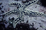 Marthasterias glacialis Marthasterias glacialis