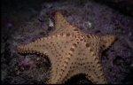 Oreaster clavatus Oreaster clavatus