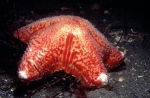 Porania pulvillus Porania pulvillus