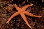 Stichastrella rosea Stichastrella rosea