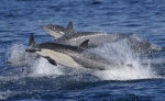 Short-beaked common dophins off California