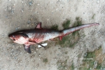 Lamniformes