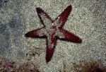 Astropecten africanus Astropecten africanus
