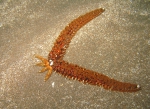 Coscinasterias tenuispina Coscinasterias tenuispina
