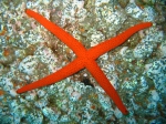 Echinaster sepositus Echinaster sepositus