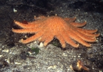 Pycnopodia helianthoides from British Columbia, Canada Pycnopodia helianthoides from British Columbia, Canada
