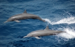 Spinner dolphins in the eastern tropical Pacific