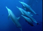 Eastern spinner dolphins (S. l. orientalis) in the eastern tropical Pacific. Note forward-canted dorsal fin and ventral hump on adult male.