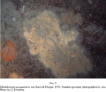 Rhabderemia uruguaiensis in situ Rhabderemia uruguaiensis in situ