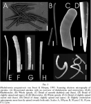 Rhabderemia uruguaiensis spicules Rhabderemia uruguaiensis spicules