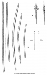 Didiscus verdensis spicules Didiscus verdensis spicules