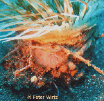 Phoronida (Horseshoe worms)