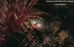 Phoronida (Horseshoe worms)