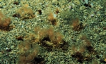 Phoronida (Horseshoe worms)