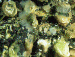 Brachiopoda (Lamp shells)