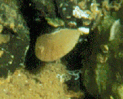 Argyrotheca cuneata from Cape Verde Islands