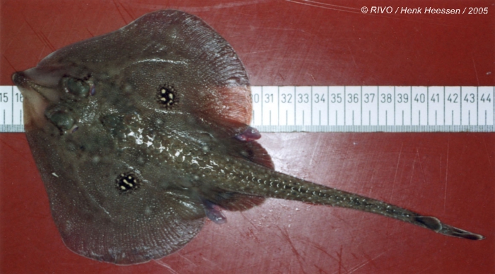 Leucoraja naevus (M�ller & Henle, 1841) 