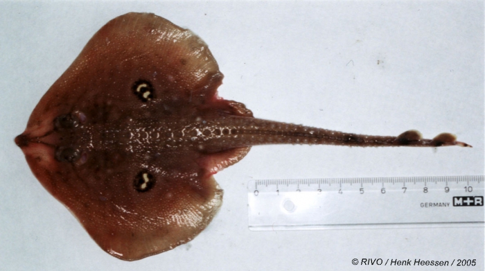 Leucoraja naevus (M�ller & Henle, 1841) 