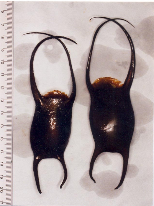 Leucoraja naevus (M�ller & Henle, 1841) 