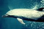 Coastal spotted dolphin (Stenella attenuata graffmani) in the eastern tropical Pacific