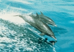 Pantropical spotted dolphins (Stenella attenuata) - mother and calf.