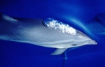 Fraser's dolphin (Lagenodelphis hosei) in the Philippines