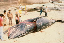 Gray whale (Eschrichtius robustus) entangled in gill net