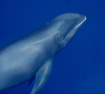 Melon-headed whale (Peponocephala electra) in the Philippines