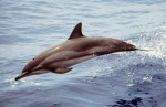 Clymene dolphin