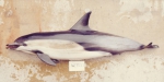 Short-beaked common dophin (Delphinus delphis) from California