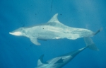Rough-toothed dolphin (Steno bredanensis) in the eastern tropical Pacific