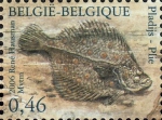 Pleuronectes platessa Pleuronectes platessa