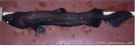 Scymnodon ringens Bocage & Capello, 1864 Scymnodon ringens Bocage & Capello, 1864