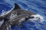 Rough-toothed dolphins (Steno bredanensis) 