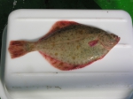 Flounder - Platichthys flesus Flounder - Platichthys flesus