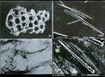 Clathria (Clathria) faviformis Clathria (Clathria) faviformis