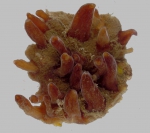 Polymastia harmelini holotype Polymastia harmelini holotype
