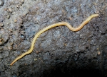 Myriapoda (myriapods)