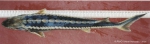 Acipenser sturio Linnaeus, 1758 Acipenser sturio Linnaeus, 1758