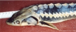 Acipenser sturio Linnaeus, 1758 Acipenser sturio Linnaeus, 1758