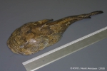 Batrachoidiformes