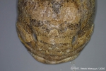 Batrachoidiformes